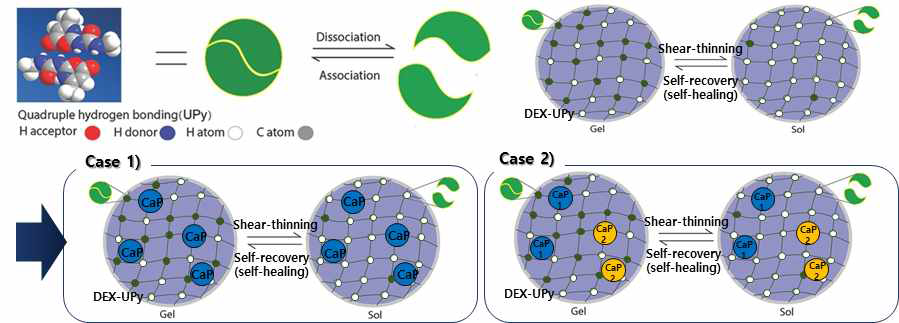 Self-heling hydrogel (DEX-UPy) 의 healing 거동과 이를 이용한 복합 재료 모델 [4].