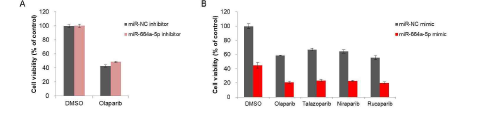 miRNA 억제에 따른 변화 (A) 및 PARP 저해제 4종에서의 감수성 변화 (B)