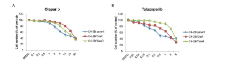 PARP 저해제 약물 저항성 세포주의 생존율