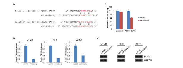 FOXM1 3UTR 내 결합 예상 부위 (A), miRNA의 결합 (B) 및 발현 (C, D)