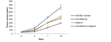 생체 내 miR-664a-5p와 올라파립 병용 효과