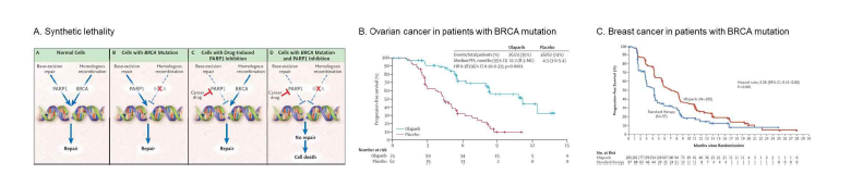 합성치사 이론(A) 및 올라파립 치료 후 난소암(B)과 유방암(C)의 무진행 생존기간