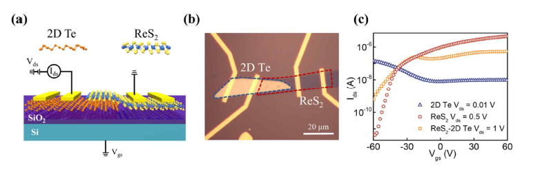 2D Te/ReS2 (a) 소자 구조도, (b) 광학 사진, (c) 상온 transfer curve.