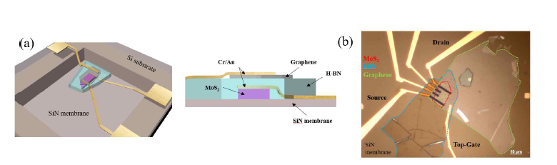 SiN membrane위에 제작한 top-gate MoS2 소자 (a) 모식도, (b) 단면 모식도, (c) 광학 이미지