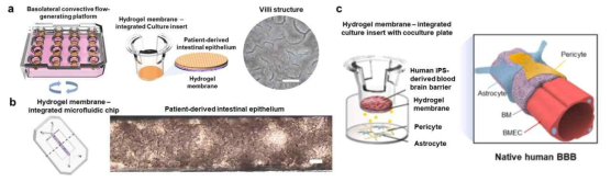 Human patient adult stem cell-derived colon model constructed on (a) hydrogel membrane-integrated BASIN and (b) hydrogel membrane-integrated microfluidic chip. Scale bars are 100 µm in (a) and 500 µm in (b). (c) Human induced pluripotent stem cell-derived blood brain barrier model constructed on hydrogel membrane-integrated culture insert cocultured with pericytes and astrocytes mimicking the in vivo brain microvascular