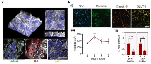 (a) Confocal microscopic images of Human patient adult stem cell-derived colon model constructed on the hydrogel membrane-integrated BASIN. Scale bars are 100 µm. (b)(i) Protein expression of iPS-BMECs related to the cell-cell junctions and molecular transporation. Scale bar is 10 µm. (ii) Physical and metabolic barrier functions of Human induced pluripotent stem cell-derived blood brain barrier model evaluated with TEER measurement and DiOC2 transportaion assay