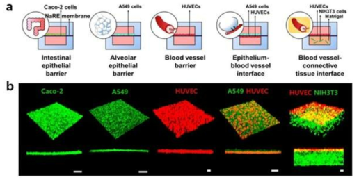 (a) Schematics of various types of tissue barrier models on the hydrogel membrane (b) Confocal microscopic images of tissue barrier models on the hydrogel membrane using intestinal epithelial cell (Caco-2), alveolar epithelial cell (A549), human umbilical vein endothelial cell (HUVEC), fibroblast (NIH3T3). Scale bars are 100 µm