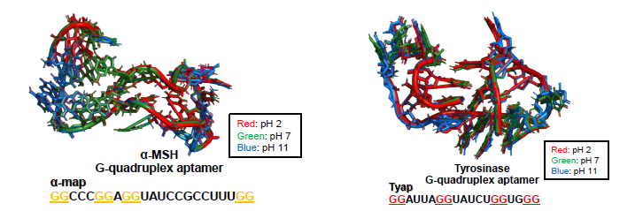 G-quadruplex 구조 형성 앱타머 안정성 분석(좌: α-MSH, 우: Tyrosinase)