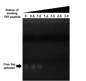 TAT peptide 처리 비율에 따른 최적 농도 측정