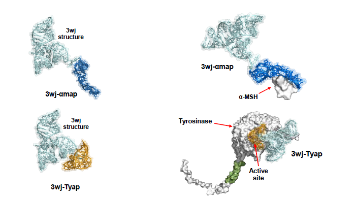 3wj 도입 앱타머의 구조 분석 및 결합 예측 (위: α-MSH, 아래: Tyrosinase)