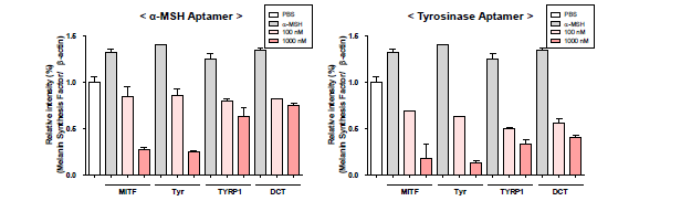 In vitro 다기능성 앱타머 처리에 따른 멜라닌 합성 인자 RNA 변화 확인