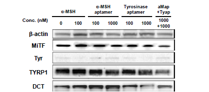 In vitro 다기능성 앱타머 처리에 따른 멜라닌 합성 인자 단백질 변화 확인