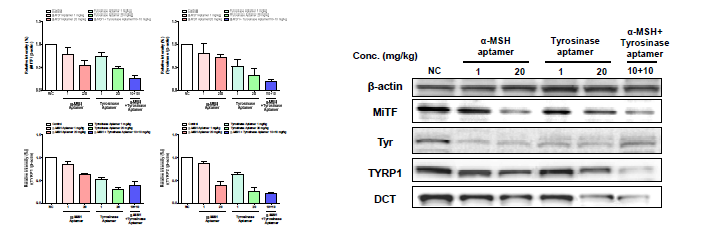 In vivo 다기능성 앱타머 처리에 따른 멜라닌 합성 인자 RNA 변화 확인