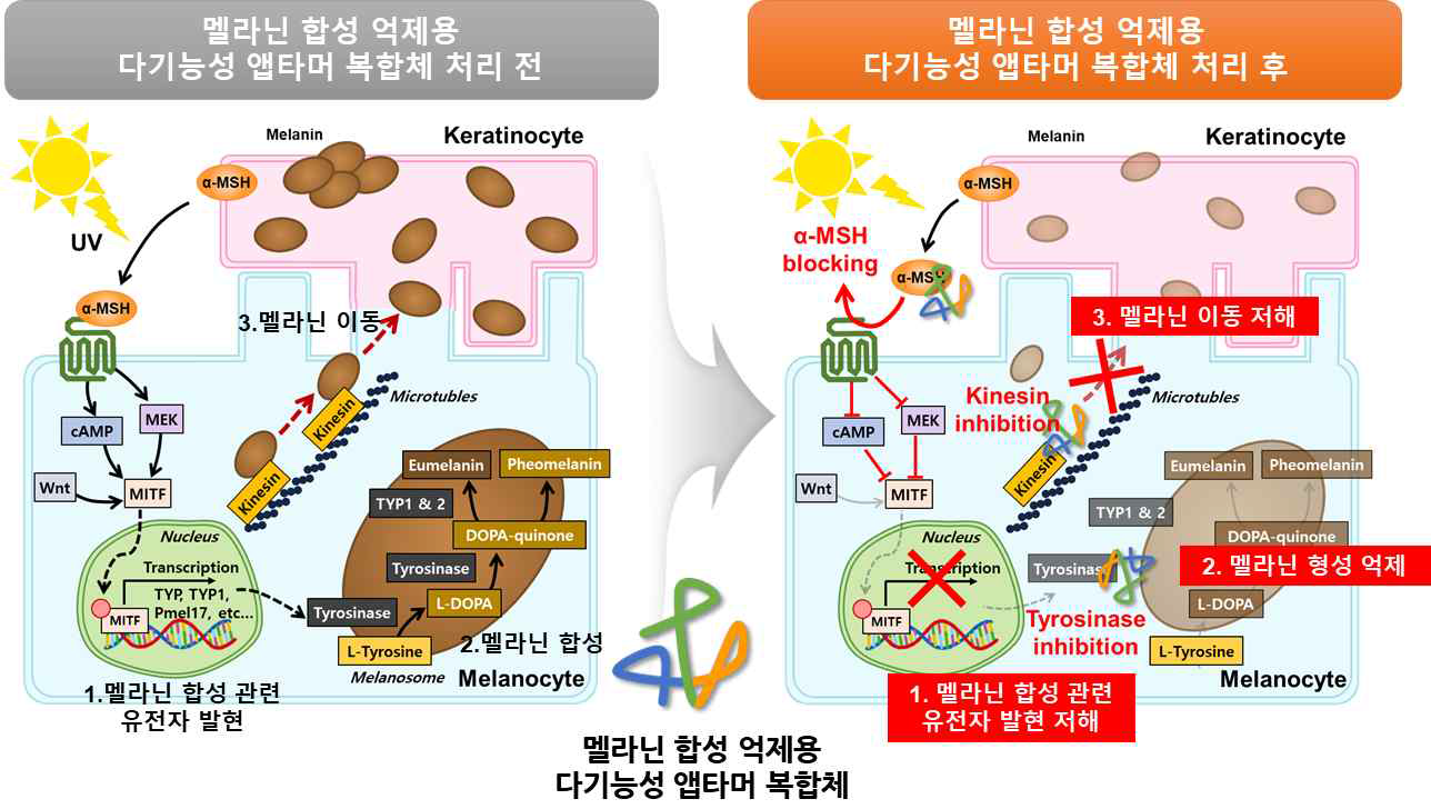 본 멜라닌 합성 억제 및 색소 침착 저해를 위한 다기능성 앱타머 복합체 개발 과제 모식도