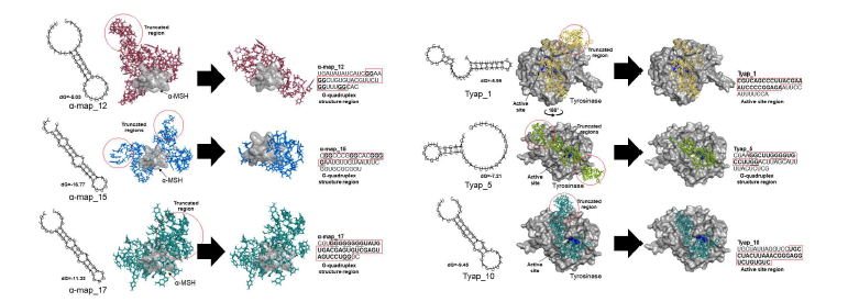 α-MSH, Tyrosinase MOE docking simulation 결과 및 앱타머의 최적화