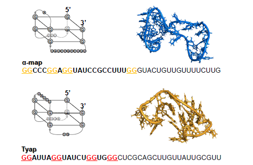 G-quadruplex 구조 형성 앱타머 구조 분석(위: α-MSH, 아래: Tyrosinase)