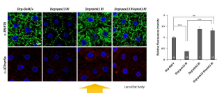 pexophagy 조건에서 PINK1 결실(RNAi)에 의해 pexophagy 감소 및 세포막접촉점 동태 변화