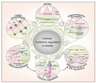 미토콘드리아-소포체 MAM의 기능