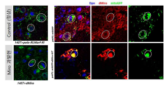 Miro에 의한 미토콘드리아 비분리현상