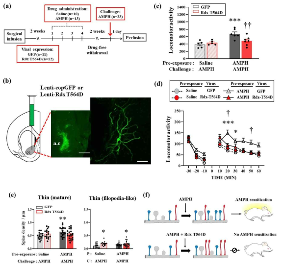 중격측좌핵 내에 넣어준 radixin mutant에 의해 암페타민 행동민감화 발현이 억제되며, 이때 그 부위의 dendritic thin spine, 특히 그 중에서도 filopodia-like thin spine의 농도가 유의미하게 변화됨을 보여줌. (a)는 실험과정의 time-line을 나타내며, (b)는 바이러스가 들 어가 GFP가 발현된 중격측자핵 내 신경세포의 대표사진임. (c-d) Locomotor activity. (e) Spine 농도. (f) 연구 내용 요약