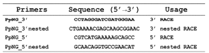 PpNG RACE PCR을 위한 primer list
