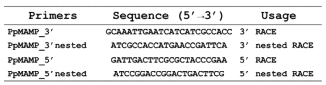 PpMAMP RACE PCR을 위한 primer list