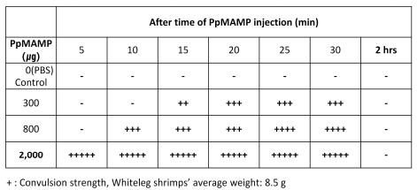 흰다리새우에서의 PpMAMP 영향 실험