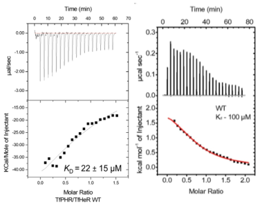 등온 적정 열량계 분석을 통한 결합친화도 확인. (왼쪽) TfHeR과 TfPHR, (오른쪽) AbHeR과 AbGS의 분석 결과