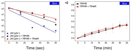TfPHR 기능 확인 결과. (왼쪽) 대장균 사멸테스트를 통하여 광분해효소 활성에 의한생존능력 확인결과. (오른쪽) pyrimidine dimers가 복구되는 데이터