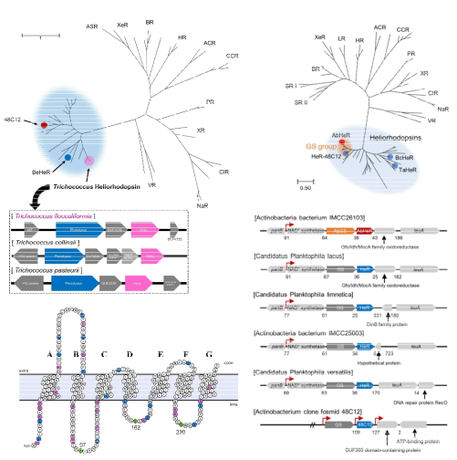 광분해효소 및 글루타민 합성효소의 계통수(phylogenetic tree)와 오페론 분석