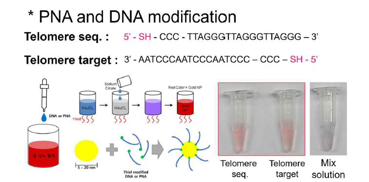 DNA/PNA 시퀀스 정보와 telomere PNA-GNP 프로브 제작 및 검증 결과