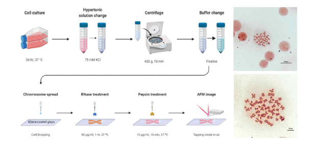 B lymphocyte의 염색체 추출 방법과 광학 이미징 결과 (40X, 100X)