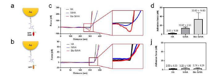 HBM와 HA, Si/HA, Bio-Si/HA의 접착력 비교 분석