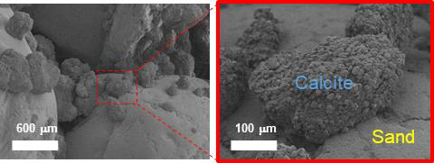 사질토 내 탄산염 고결 주사전자현미경(SEM) 이미지.