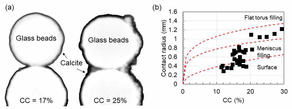 (a) 탄산칼슘함량에 따른 X-ray CT 이미지와 (b) 탄산칼슘함량에 따른 접촉면 반경.