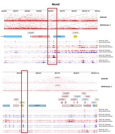 Runx2-/-에서 mcm2의 gene body영역(위) 및 Runx2 가 binding 하는 super-enhancer 후보군 선별(아래)