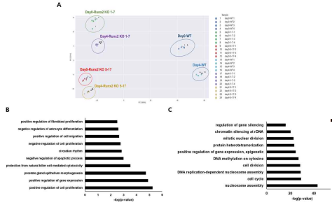 Runx2-/- cell의 RNA-seq 결과에 대한 PCA 분석(A), 증가한 DEG에 대한 GO analysis(B), 감소한 DEGs에 대한 GO analysis(C)