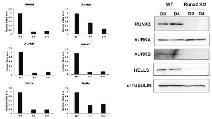 Runx2-/-세포의 타겟 유전자 Aurka, Aurkb, Hells의 RNA(좌), Protein (우) 발현 검증