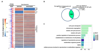 분화 전 (Day0) Runx2 knock-out에서 chromatin accessibility에 따른 RNA 발현량 heatmap(A), 발현량의 차이가 없는 유전자(No significant change)들이 osteoblast proliferation 및 cell cycle에 GO에 속하는 유전자와 겹치는 유전자(B), B에서 겹치는 유전자에 대한 GO analysis (C)