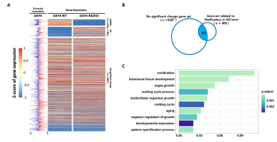 분화 유도 시 (Day4) Runx2 KO에서 chromatin accessibility에 따른 RNA 발현량 heatmap