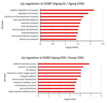 Result of up-regulation of GOBP. A) Aging control vs Young control, B) Aging+EE vs Aging control