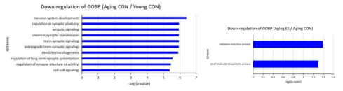 Result of down-regulation of GOBP. A) Aging control vs Young control, B) Aging+EE vs Aging control