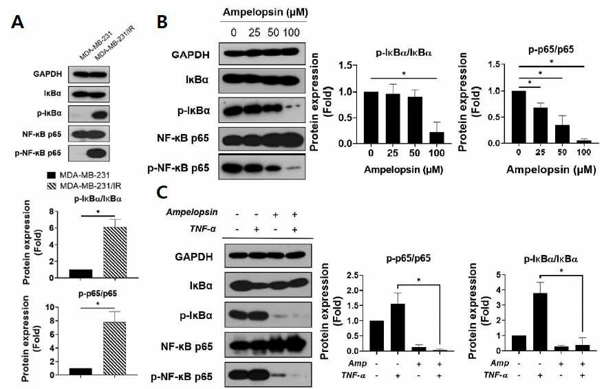 방사선 내성 유방암세포에서 ampelopsin에 의한 NF-κB 신호전달 억제 연구