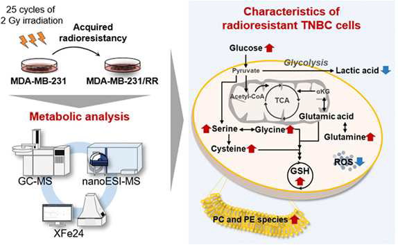 방사선 내성 유방암세포에서의 대사 및 지질학적 특성 연구