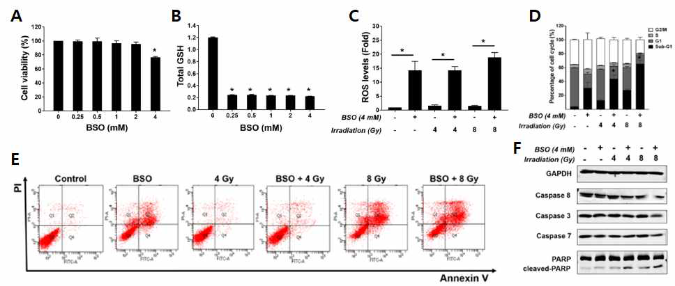 BSO에 의한 MDA-MB-231/RR 세포에서의 방사선 감수성 증가에 대한 연구