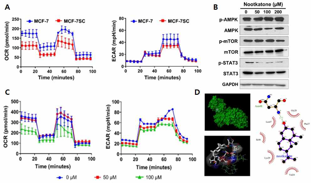 Nootkatone에 의한 유방암줄기세포에서 AMPK 매개 포도당 대사 조절을 통한 항암 효능 연구