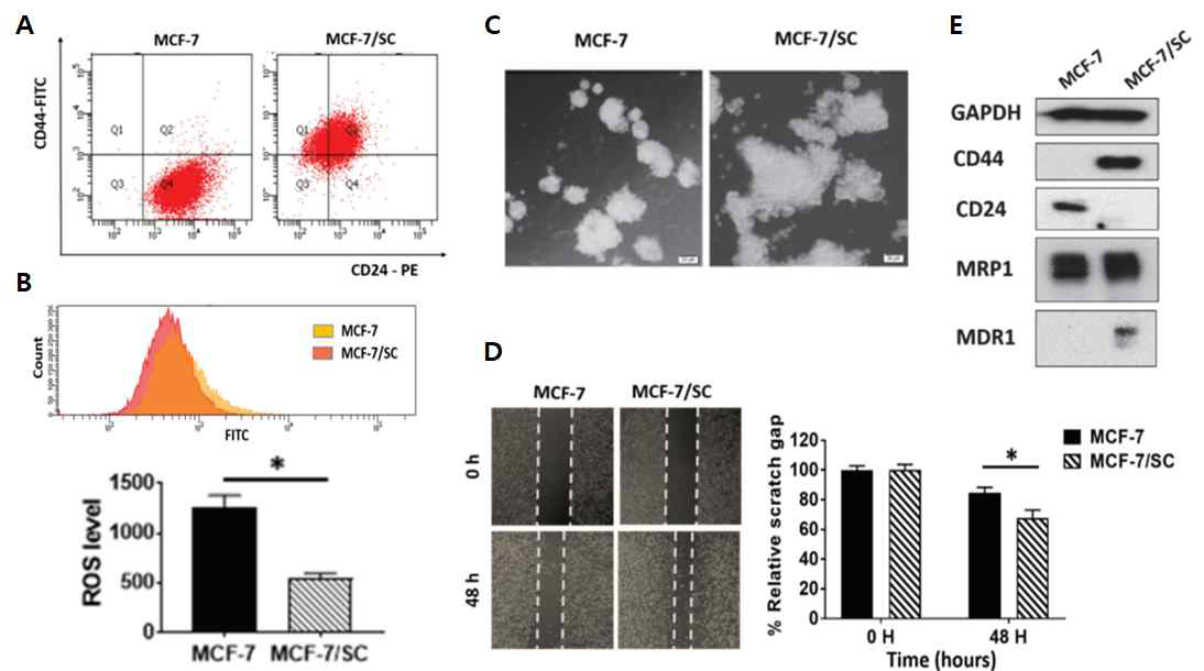 유방암줄기세포 MCF-7/SC에서의 암줄기세포 특성에 관한 연구