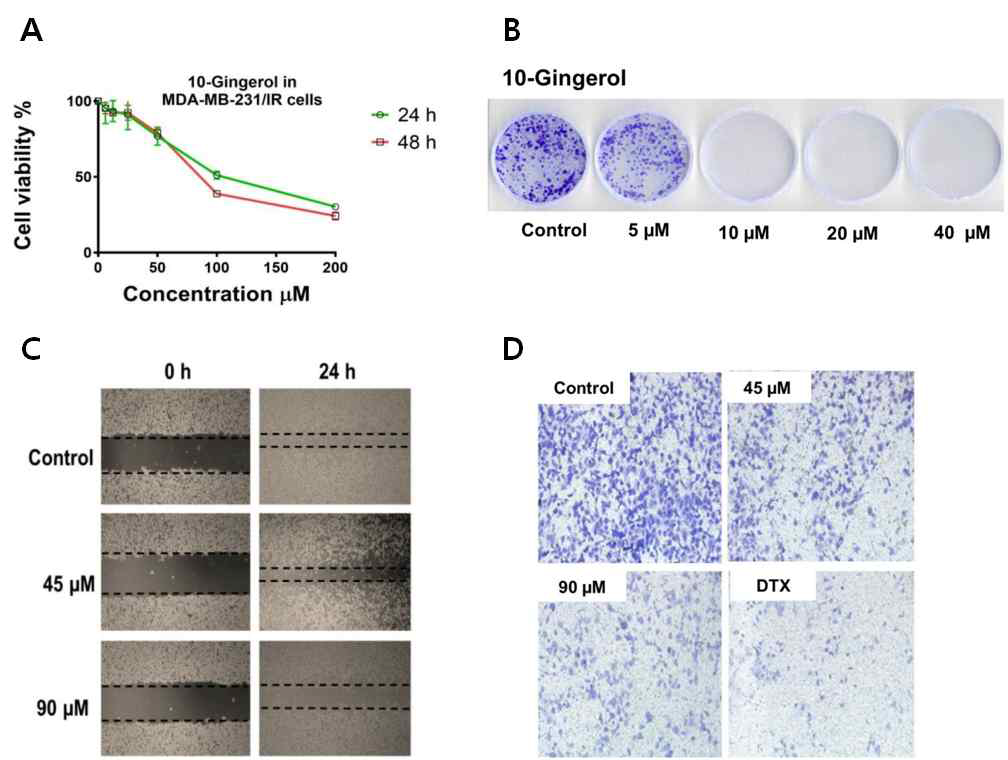 방사선 내성 유방암세포에서의 10-Gingerol에 대한 항증식 및 항전이 효능