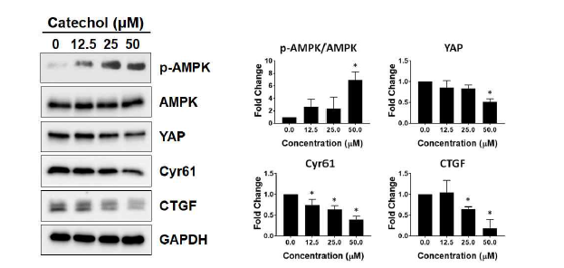 췌장암세포에서 Catechol에 의한 Hippo 신호전달 억제 효능 연구