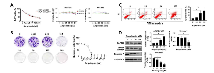 Ampelopsin에 의한 방사선 내성 MDA-MB-231/IR 세포에서의 세포사멸 효능 연구